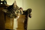 cat-in-drawer-web-700×466