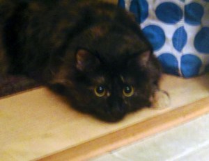 Miss Blanche Devereaux.