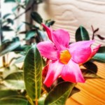 E5C6504E-4188-477D-BA4A-F7BEC0FA87BB